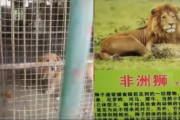 コロナで経営難の中国の動物園　ゴールデンレトリバーをライオンとして展示　ネコ科ですらない