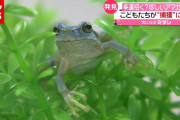 子どもたちが“捕獲”に成功！ 縁起いい？青いアマガエル　熊本（2021年6月8日放送「news every.」より）
