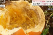 カボチャ畑にイノシシ襲来　ハロウィーンがピンチ！