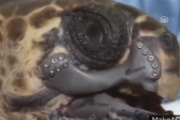 【GIFあり】事故でアゴを失ったウミガメ、チタンで生まれ変わる