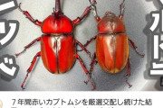 【画像】Youtuber「赤いカブトムシと赤いカブトムシ交配させてもっと赤いカブトムシ作っていくぞ！」→7年後。。。