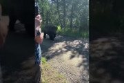 【動画】ある日森の中でクマさんに出会った動画怖すぎると話題に