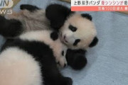 生後100日迎えた双子パンダ　ラジオを聴いて訓練も(2021年10月5日)