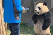 【画像】アスカみたいなパンダが発見されるｗｗｗｗｗ