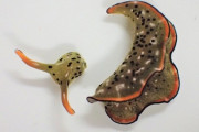 ウミウシさん、頭部を切断しても頭から体が生えてくるやべえ生物だった