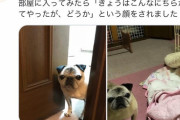 【画像】イッヌ「あっ、おかえり」