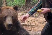 【動画】ヒグマさん　マクドのハンバーガーを無理やり食べさせられるｗｗｗｗ