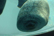 【画像】アザラシ、水槽にぶつかってしまうｗ