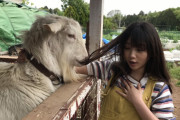 【画像】女子さん、大事な毛をヤギに食べられるｗｗｗｗｗｗｗｗｗｗｗ