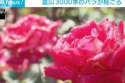 3000本のバラが見ごろ　富山・氷見市(2021年6月5日)