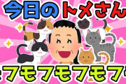 今日のトメさん、あれ？猫が…いっぱい…モフモフモフモフモ【2ch面白スレ/ほのぼのスレ】【ゆっくり解説】