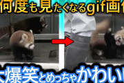 【2ch面白い画像】【朗報】最も面白いgif、ついに決定する