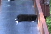 すべり台で起きた子猫たちの悲劇（というか喜劇）