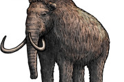 【衝撃】遺伝子操作でマンモス復活が近日可能のメカニズムがコレｗｗｗｗｗ