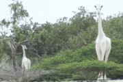 白いキリンの親子、密猟者に射殺される（画像あり）