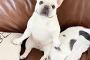 【画像】イッヌ、ソファーを占領ｗｗｗｗｗｗ