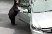 【動画】ベンツに乗ろうとした熊さん、人間のキチガイっぷりにビビって逃走