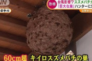 台風の影響？“スズメバチ”大発生・・・駆除依頼1.5倍(2021年9月30日)