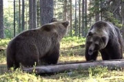 【動画】北海道でヒグマ同士の喧嘩　こんなん人間が勝てるわけねえ