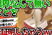 【2ch動物スレ】ネッコさん、限界なんてないことを証明してしまう…