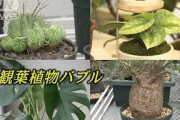 “観葉植物バブル”コロナ禍に到来　145万円落札も(2021年9月27日)