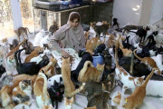 【画像】オマーンで480匹の猫と暮らす女性、エサ代は毎月80万円