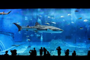 【画像】ホスト狂いの女子さん、水族館の飼育員にアドバイスされるｗｗｗ