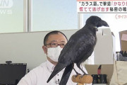 【動画】“カラス語”で撃退！慌てて逃げ出す秘密の鳴き声