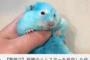 【悲報】底辺ユーチューバー、ハムスターを青く染めてしまい大炎上