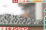 マンションの4階からハトにエサをバラ撒き続けるおじさん、近隣住民にブチ切れられる