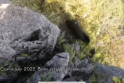 【動画】秩父で登山してた男性、クマに襲われてしまう