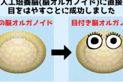 【閲覧注意】ドイツ人「人工培養した脳にビタミンA与えたら目が生えてワロタｗｗｗｗｗｗ」