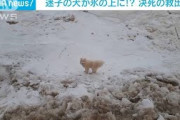迷子の犬が・・・漂流するの氷の上に！？　決死の救出劇(2021年6月8日)