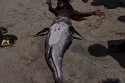 【超衝撃】ケニアのビーチに女型の「人魚」が打ち上げられ話題騒然。まだ動いてる…（動画あり）