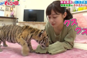 【画像】橋本環奈、動物を愛でる番組で前かがみになり谷間を惜しげもなくスタッフに晒してしまう