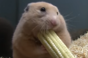 早食いハムスター