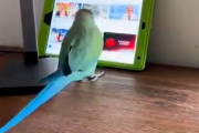 【動画】インコ、スマホを使いこなす???