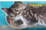 【悲報】猫拾いましたユーチューバーさん、月200人くらい増加中ｗｗｗｗｗｗ