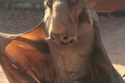 【画像】中国のコウモリ、デカすぎるｗｗｗｗｗｗｗｗｗｗｗｗｗｗ