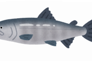 【画像】東京湾で『サーモン』が発見されるｗｗｗｗｗｗｗｗｗ