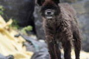 【画像】福島県でクマと野犬と馬のハイブリッドした生物が発見されるｗｗｗｗ