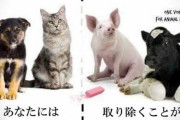 ヴィーガンさん「すべての動物は殺されたくないと思っています」