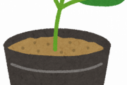 【画像】この野菜の苗、訳がわからなくて草ｗｗｗｗｗｗｗｗｗ