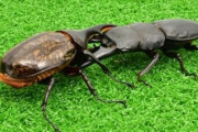 【昆虫】夏を前にカブトムシ派とクワガタムシ派のムシキングバトルが勃発ｗｗｗｗｗｗ