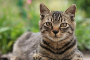 【画像】1番かわいい猫の柄は「キジトラ」だという風潮ｗｗｗ