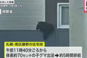 【画像】70cmの子熊ちゃん、住宅街を5時間お散歩