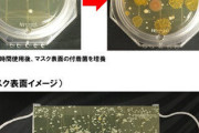 【閲覧注意】マスク、"雑菌の温床"だった?