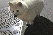 【画像】アルビノのタヌキ、かわいいｗ