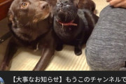 【闇深】大人気保護猫系youtuberさん、ガチで垢BANされてしまう