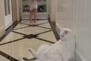【動画】幼女さん、猫のしっぽを踏んでしまう